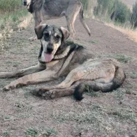 توله عراقی ۱۵ماهه|حیوانات|نقده, |دیوار