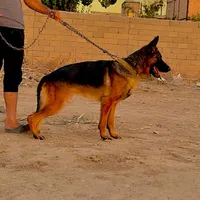 ژرمن شپرد شولاین