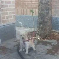 سگ اشپیتز نر|سگ|پیشوا, |دیوار