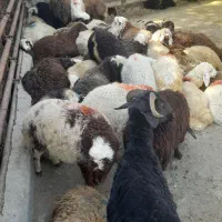 گوسفند زیر فی وقلم ابی زنده