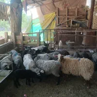 میش وبره رومانف