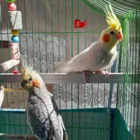 عروس هلندی جفت