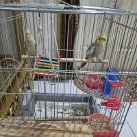فروش یه جفت عروس هلندی همراه با قفس|پرنده|شیراز, کوشک میدان|دیوار