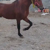 خریدوفروش اسب کورد