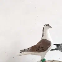 کفتر بمب|پرنده|مشهد, ویلاشهر|دیوار