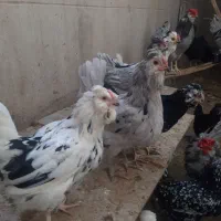 تخم مرغ و جوجه گلین ریشی چهل تاج فروشی|حیوانات مزرعه|سیرجان, |دیوار