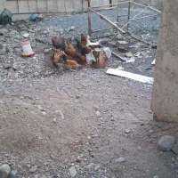 تعدادی مرغ و سه عدد بوقلمون