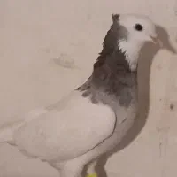 کفتر رنگی|پرنده|دزفول, |دیوار