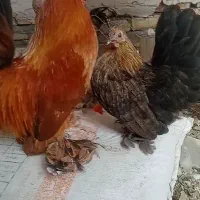 جوجه چاپنیز