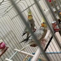 عروس هلندی جفت سخنگو