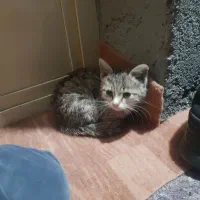 بچه گربه نر سه ماهه|گربه|تیکمه داش, |دیوار