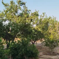 باغ-شهری-1720متر
