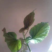 مدیر اجرایی