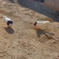 طوقی|پرنده|قروه, |دیوار