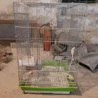 قفس و لانه شاه طوطی