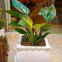 فیلودندرون، آگلونما رد بیوتی