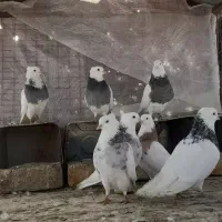 ۸ عدد طوقی هم باهم دونه ای ۵۰۰