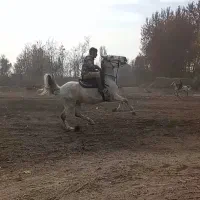 مادیان کورد به همراه کره ده روزه