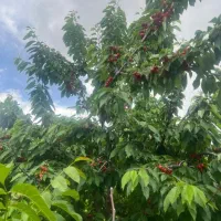 باغ بهترین و مطمئن ترین سرمایه‌|فروش زمین و ملک کلنگی|زاینده رود, |دیوار