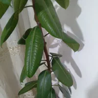 گل آپارتمانی|گل و گیاه طبیعی|سنقر, |دیوار