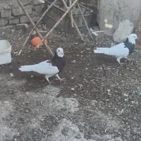 کفتر فروشی یه  نرماده طوقی با سه جفت کله سیاه