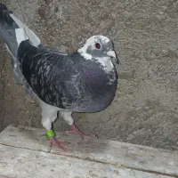 ماده پلاکی