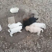 توله شیتزو اصیل