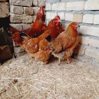 مرغ محلی تخمی|حیوانات مزرعه|فریمان, |دیوار