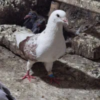 کفتر نر پشت ب شرط