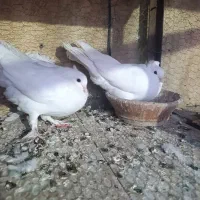 کفتر|پرنده|قم, نیروگاه|دیوار