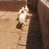 4بره نر
