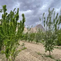 باغ میوه کنار زاینده رود|فروش زمین و ملک کلنگی|اصفهان, آبشار|دیوار