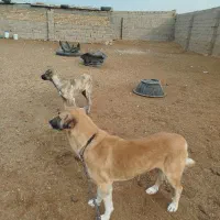 سگ نگهبان حرفه ای