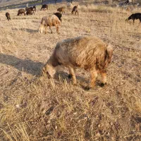بره ق