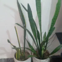 گل طبیعی