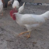 خروس|حیوانات مزرعه|کبودرآهنگ, |دیوار