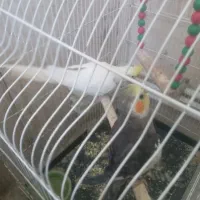 دوعددعروس طوسی فروشی