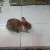 خرگوش سالم وقشنگ