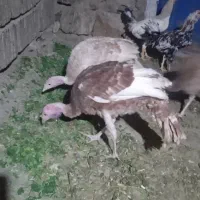 بوقلمون ۶ماهه بوربون