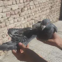 کفتر مگس|پرنده|خاش, |دیوار