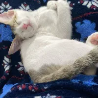 واگذاری رایگان گربه