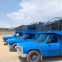 حمل دام.گوسفند.بره.