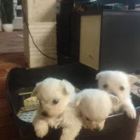 سگ پاپی پامر