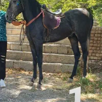 اسب های نر نژاد دار