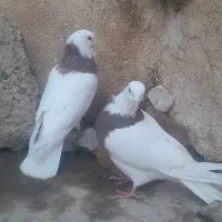 کبوتر