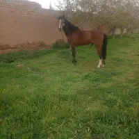 اسب نریان سه ساله معاوضه باموتور یا گوسفتند