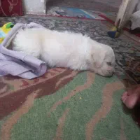 واگذاری|سگ|یزد, |دیوار