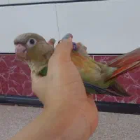پرنده