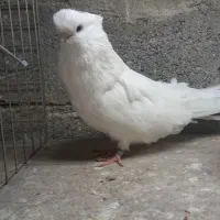 کبوتر نوک قنار درجه یک