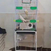 عروس هلندی نر ماده با جوجه تخم